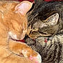 Beast is registered to the contest to win money with this photo: cat, orange_cat, tabby_cat, sleeping, snuggling, pets, feline, close_up, cozy, red_blanket, paw, whiskers, ears, fur, cute, domestic_animal, resting, animal, companion, indoors