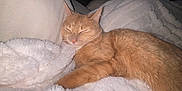Bandit is registered to the contest to win money with this photo: cat, orange_cat, sleeping, blanket, cozy, indoor, pet, fur, resting, soft_texture, comfort, nap, domestic_animal, whiskers, relaxation, feline, warm, cushion, quiet, peaceful