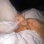 cat, orange_cat, sleeping, blanket, cozy, indoor, pet, fur, resting, soft_texture, comfort, nap, domestic_animal, whiskers, relaxation, feline, warm, cushion, quiet, peaceful