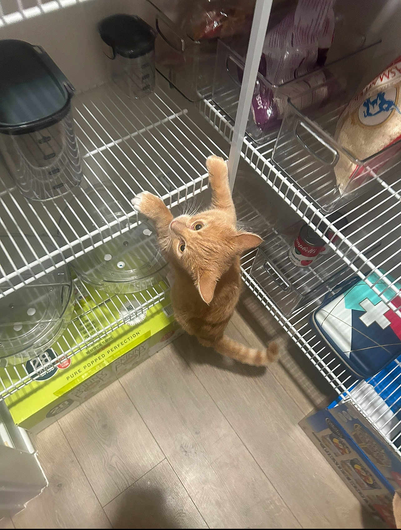 Bandit joined the competition — help win amazing prizes! cat, orange_tabby, pantry, shelves, food, indoor, curious, pawing, pet, animal, floor, wooden_floor, can, packaging, container, storage, wire_shelf, household, domestic_cat, playful