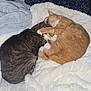 Bandit is registered to the contest to win money with this photo: cat, tabby_cat, ginger_cat, sleeping, snuggling, blanket, bed, cozy, paw, fur, pet, animal, domestic, cute, resting, companion, indoor, relaxed, friendship, warm