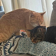 Bandit joined the competition — help win amazing prizes! cat, ginger_cat, tabby_cat, blanket, couch, indoor, pet, feline, sleeping, nuzzling, cozy, resting, patterned_blanket, domestic_cat, animal, cute, companion, fur, relaxing, curtains