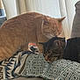 cat, ginger_cat, tabby_cat, blanket, couch, indoor, pet, feline, sleeping, nuzzling, cozy, resting, patterned_blanket, domestic_cat, animal, cute, companion, fur, relaxing, curtains