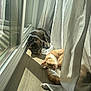 Bandit is registered to the contest to win money with this photo: cat, tabby_cat, ginger_cat, sunlight, curtain, wooden_floor, indoor, relaxing, sleeping, pet, domestic_animal, window, glass_door, cozy, sunbeam, resting, feline, animal, home, natural_light