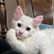 Zeppelin joined the competition — help win amazing prizes! animal, closeup, curious, cute, domestic_cat, ears, face, feline, fluffy, fur, indoor, kitten, paw, pet, resting, soft, whiskers, white_cat, wooden_furniture, young