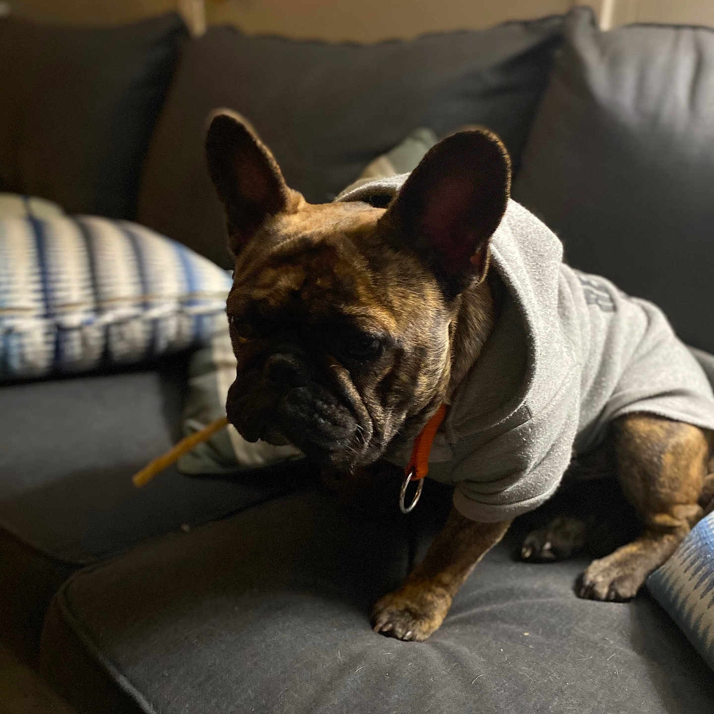 Tucker is registered to the contest to win money with this photo: animal, architecture, building, bulldog, canine, couch, cushion, dog, frenchbulldog, furniture, homedecor, indoors, interiordesign, livingroom, person, pet, pitbull, puppy, room, sleeping