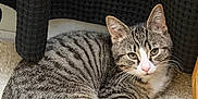 Gravy is registered to the contest to win money with this photo: cat, kitten, tabby, striped, white_paws, carpet, indoor, curtain, black_curtain, fur, pet, animal, relaxed, cute, whiskers, tail, close_up, resting, domestic_cat, young_cat