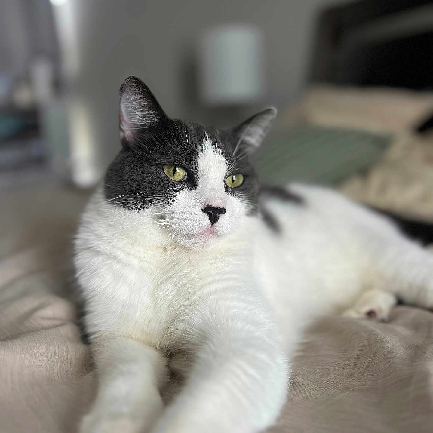 Maverick is registered to the contest to win money with this photo: animal, bed, bedroom, cat, close_up, comfort, cozy, domestic, feline, fur, gray_and_white, indoor, laying_down, pet, relaxed, resting, soft_focus, stretching, whiskers, yellow_eyes