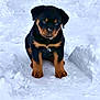 rottweiler, puppy, dog, snow, winter, animal, pet, cute, outdoor, sitting, black, brown, fur, young, cold, nature, playful, adorable, canine, portrait