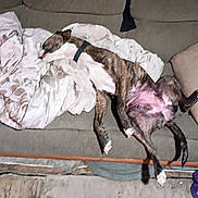 Patches Marie joined the competition — help win amazing prizes! dog, brindle, couch, blanket, pet, indoor, relaxed, upside_down, pink_belly, white_paws, furniture, tongue_out, resting, canine, domestic_animal, living_room, cozy, playful, animal, sleeping_position