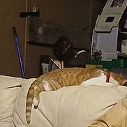 Pumpkin is registered to the contest to win money with this photo: cat, orange_cat, white_cat, sleeping, couch, indoor, furniture, clutter, broom, shelf, relaxing, pet, collar, tail, resting, household, domestic, feline, cozy, dim_lighting