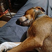 Princess Leeann joined the competition — help win amazing prizes! dog, sleeping, tongue_out, brown_coat, white_paws, collar, indoor, blanket, resting, furniture, wood, floor, relaxed, pet, canine, snout, paw, side_view, cozy, naptime