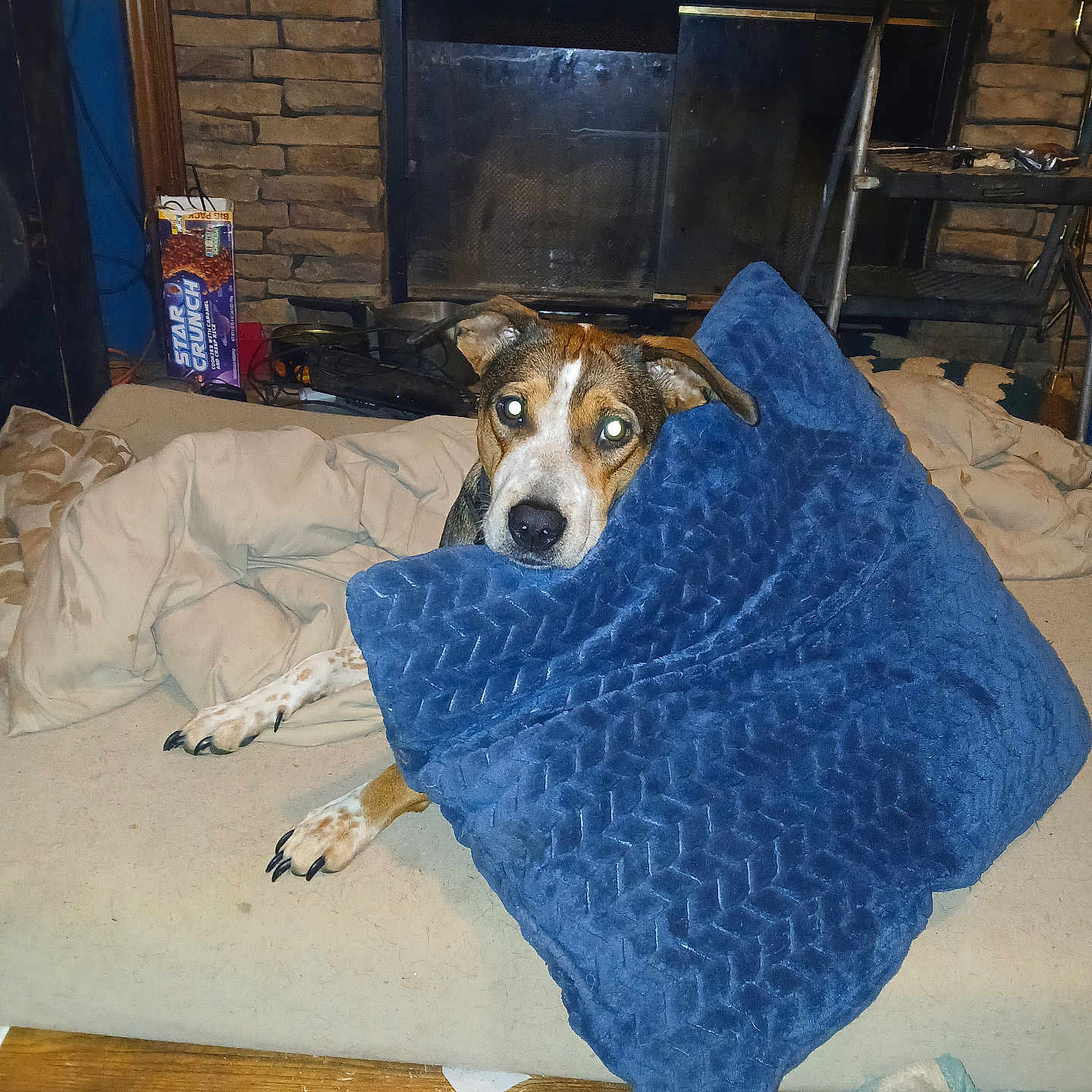 Princess Leeann is registered to the contest to win money with this photo: animal, blanket, brown_dog, cereal_box, couch, cozy, curious, dog, domestic, fireplace, furniture, home, indoor, living_room, pet, pillow, relaxed, resting, white_spots, wood_floor