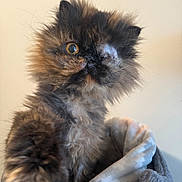 Reeses is registered to the contest to win money with this photo: cat, one-eyed, fluffy, fur, paw, blanket, pet, animal, cute, cozy, indoor, close-up, soft, feline, portrait, curious, whiskers, tabby, mammal, domestic