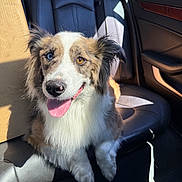 Zeus joined the competition — help win amazing prizes! animal, backseat, blue_eye, brown_eye, canine, car_interior, companion, dog, domestic_animal, fluffy, happy, heterochromia, leather_seat, pet, portrait, shadow, sitting, sunlight, tongue_out, window