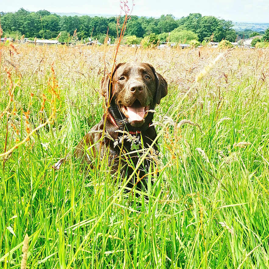Walter is registered to the contest to win money with this photo: animal, canine, countryside, dog, field, grass, grassland, hound, labradorretriever, land, meadow, nature, outdoors, pet, plant, pointer, puppy, reed, rural, vegetation