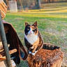 Emma is registered to the contest to win money with this photo: cat, calico_cat, tree_stump, wood, outdoor, grass, sunlight, nature, pet, animal, fur, sitting, backyard, daylight, rustic, eyes, whiskers, tail, closeup, focus