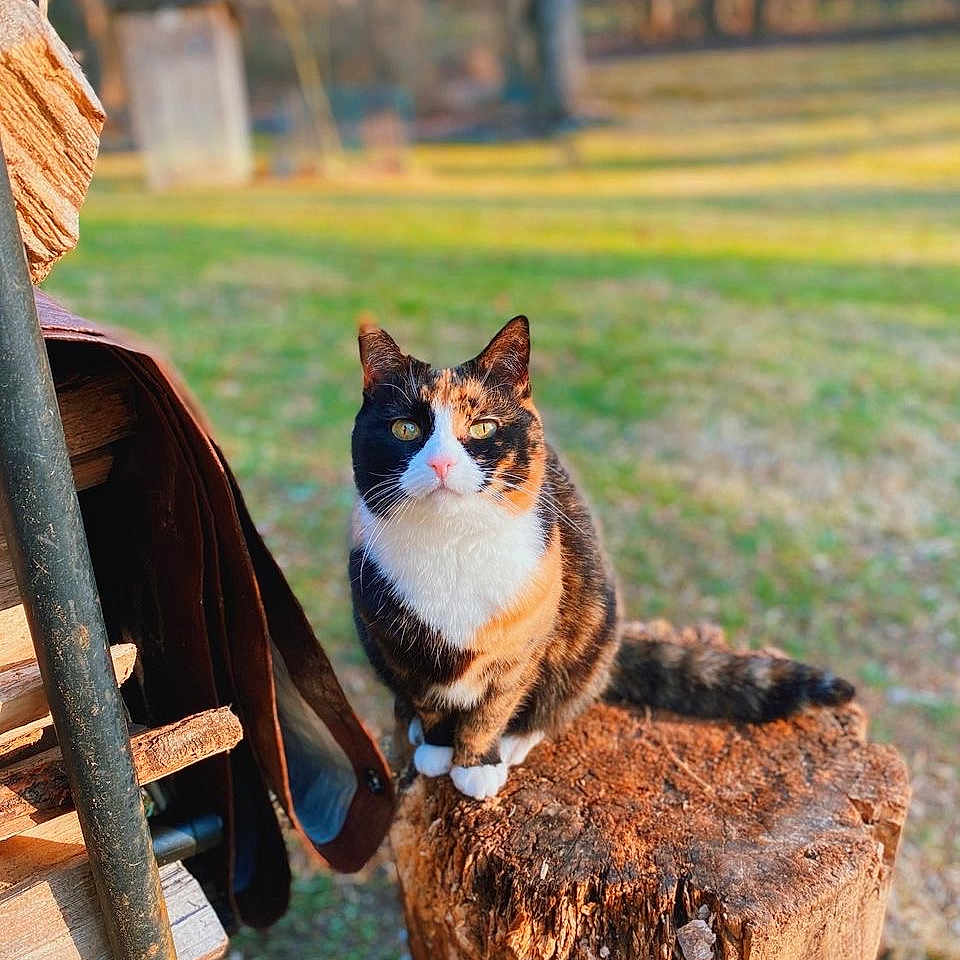 Emma is registered to the contest to win money with this photo: cat, calico_cat, tree_stump, wood, outdoor, grass, sunlight, nature, pet, animal, fur, sitting, backyard, daylight, rustic, eyes, whiskers, tail, closeup, focus