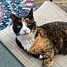Emma is registered to the contest to win money with this photo: cat, calico_cat, pet, animal, outdoor, chair, furniture, relaxing, fur, whiskers, green_eyes, patterned_rug, wooden_deck, closeup, mammal, cute, domestic_animal, resting, texture, natural_light