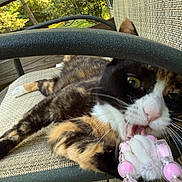 Emma joined the competition — help win amazing prizes! cat, calico_cat, beads, bracelet, chair, outdoor, wooden_deck, greenery, pet, animal, playful, fur, whiskers, paw, closeup, texture, relaxing, summer, daylight, cute