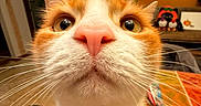 Hazel is registered to the contest to win money with this photo: cat, orange_cat, close_up, fisheye_effect, whiskers, table, autumn, pumpkin, decoration, clock, framed_picture, orange_wall, curious, indoor, pet, feline, nose, wide_eyes, cozy, home