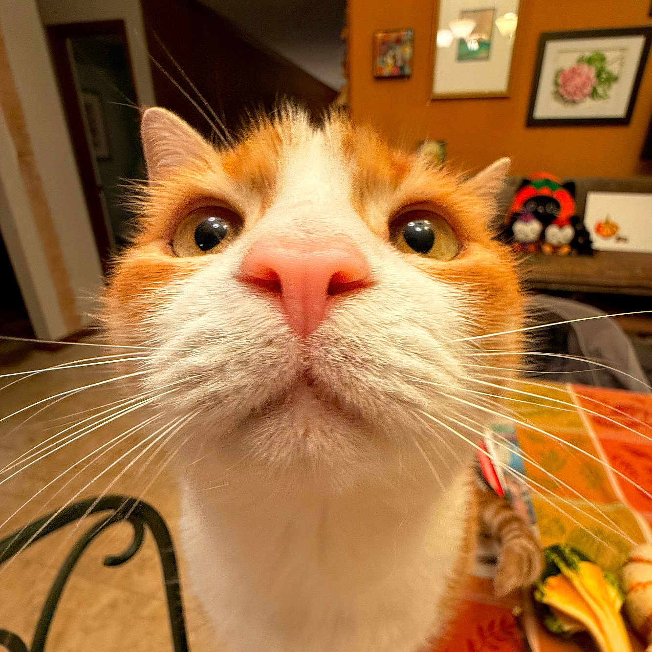 Hazel