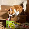 cat, orange_cat, white_cat, cardboard_box, kiwi_fruit_box, wooden_floor, indoor, curious, pet, animal, feline, whiskers, fur, shadow, light, texture, wall, closeup, container, domestic_animal