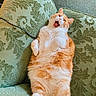 cat, orange_cat, white_cat, fluffy_cat, lying_down, couch, upholstery, green_couch, patterned_couch, indoor, pet, animal, feline, relaxed, cute, funny_expression, paws, tail, fur, mouth_open