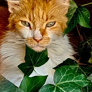 Goldy a rejoint le concours — aidez-le/la à gagner de superbes lots ! cat, orange_cat, white_fur, ivy, green_leaves, plant, nature, pet, animal, close_up, whiskers, ears, outdoor, feline, curious, portrait, face, eyes, flora, leaf