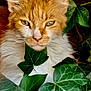 cat, orange_cat, white_fur, ivy, green_leaves, plant, nature, pet, animal, close_up, whiskers, ears, outdoor, feline, curious, portrait, face, eyes, flora, leaf