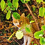 Goldy a rejoint le concours — aidez-le/la à gagner de superbes lots ! cat, orange_cat, white_cat, animal, pet, outdoor, foliage, leaves, greenery, nature, wild, curious, alert, whiskers, tree_branch, sunlight, shadow, ground, cute, mammal