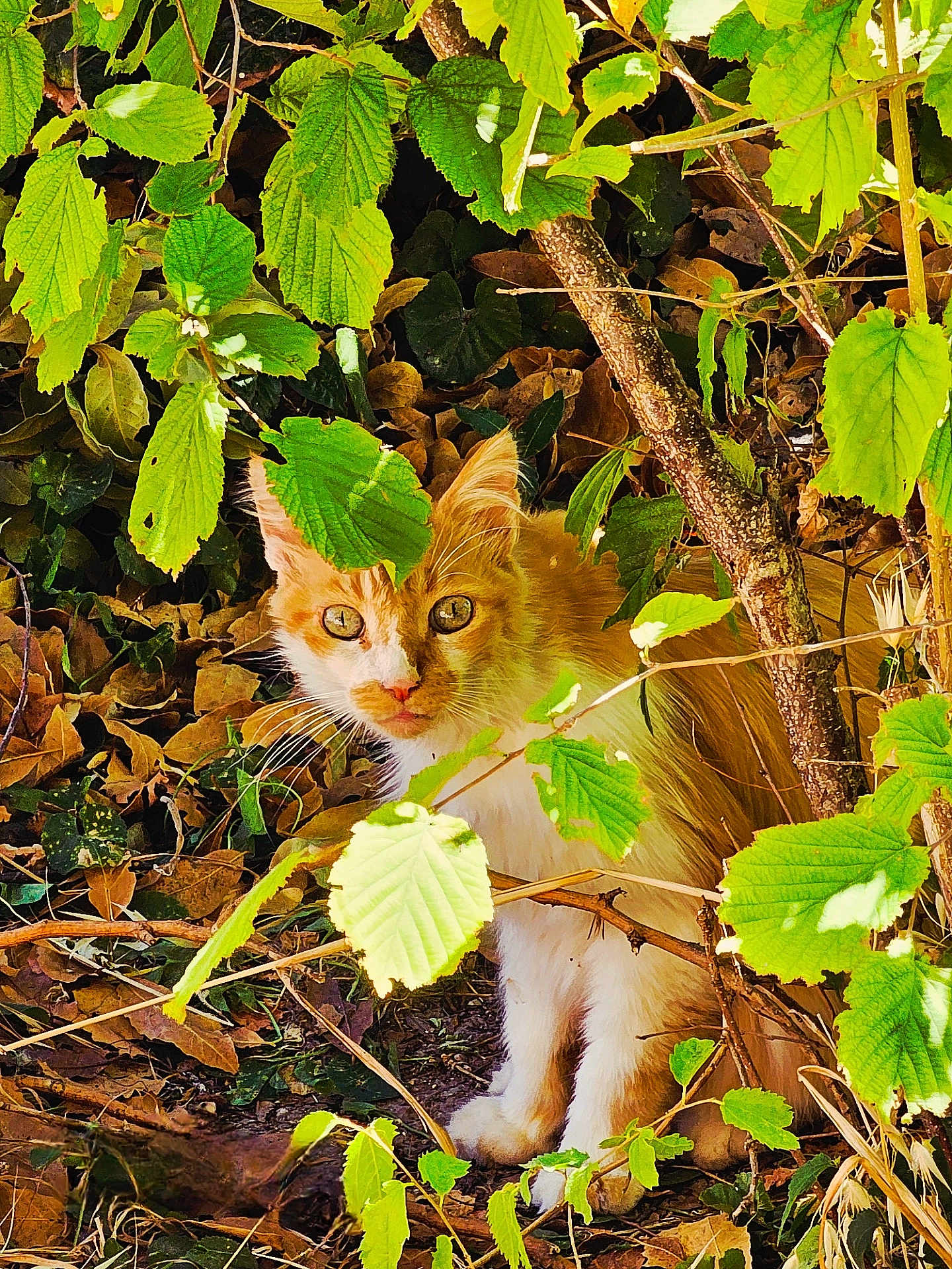 Goldy a rejoint le concours — aidez-le/la à gagner de superbes lots ! cat, orange_cat, white_cat, animal, pet, outdoor, foliage, leaves, greenery, nature, wild, curious, alert, whiskers, tree_branch, sunlight, shadow, ground, cute, mammal