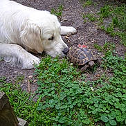Valdés participe au concours pour gagner de l'argent avec cette photo : animal, close_up, clover, curious, dog, garden, grass, greenery, ground, interaction, leafy, nature, outdoor, paw, pet, shell, slow_animal, snout, tortoise, white_dog