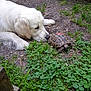 animal, close_up, clover, curious, dog, garden, grass, greenery, ground, interaction, leafy, nature, outdoor, paw, pet, shell, slow_animal, snout, tortoise, white_dog
