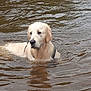 Valdés participe au concours pour gagner de l'argent avec cette photo : animal, calm, canine, daylight, dog, ear, fur, golden_retriever, lake, leash, muddy_water, muzzle, nature, outdoor, pet, reflection, ripples, swimming, water, wet