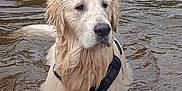 Valdés participe au concours pour gagner de l'argent avec cette photo : alone, animal, brown_water, canine, daylight, dog, fur, golden_retriever, harness, looking_away, mammal, nature, outdoor, pet, portrait, ripples, river, standing, water, wet_fur