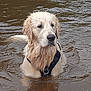 alone, animal, brown_water, canine, daylight, dog, fur, golden_retriever, harness, looking_away, mammal, nature, outdoor, pet, portrait, ripples, river, standing, water, wet_fur
