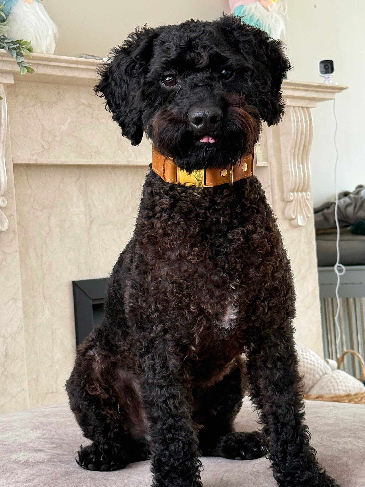 Mylo