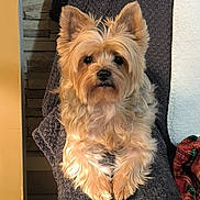 Laïka a rejoint le concours — aidez-le/la à gagner de superbes lots ! dog, pet, fluffy, indoor, blanket, chair, fur, ears, looking, cozy, texture, brown, beige, comfort, animal, portrait, relaxed, cute, companion, home