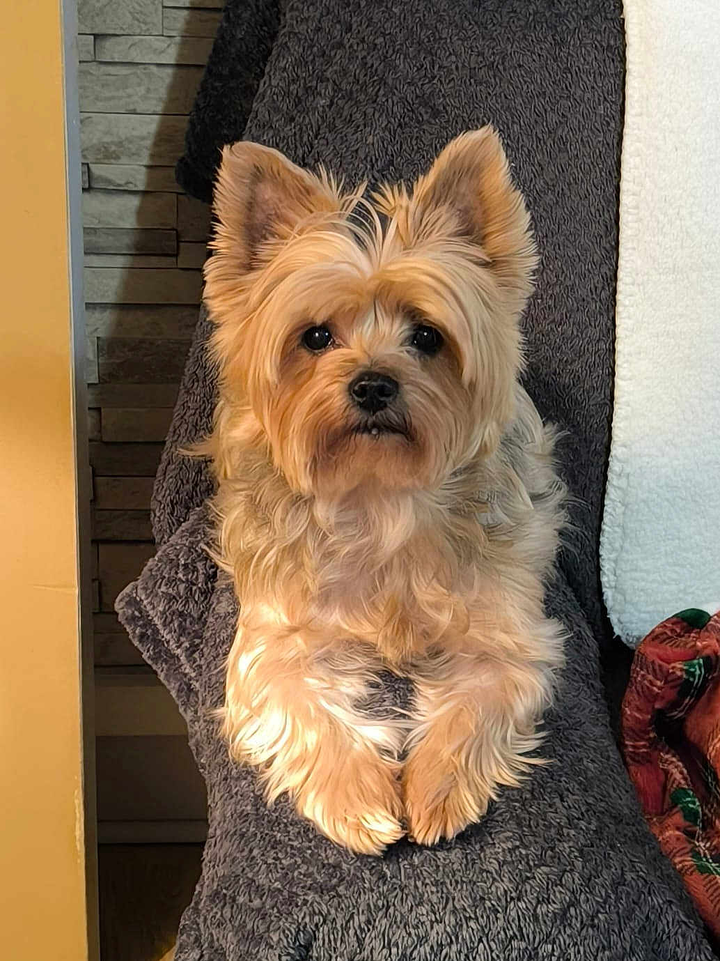 Laïka a rejoint le concours — aidez-le/la à gagner de superbes lots ! dog, pet, fluffy, indoor, blanket, chair, fur, ears, looking, cozy, texture, brown, beige, comfort, animal, portrait, relaxed, cute, companion, home