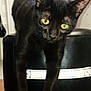 Nami participe au concours pour gagner de l'argent avec cette photo : animal, black_cat, cat, close_up, curious, cute, domestic_cat, ears, floor, front_legs, furniture, indoor, leather, looking, ottoman, pet, stretching, whiskers, white_strap, yellow_eyes