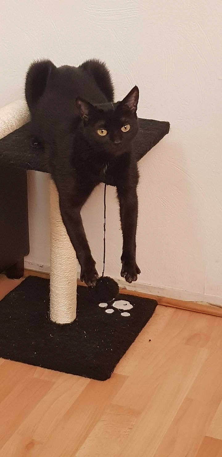 Nami participe au concours pour gagner de l'argent avec cette photo : animal, black_cat, cat, cat_tree, claws, domestic_cat, ears, feline, fur, indoor, pet, playful, puffed_tail, relaxed, scratching_post, stretching, toy_ball, whiskers, wooden_floor, yellow_eyes