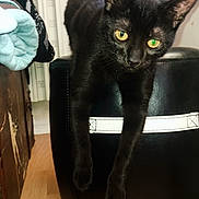 Nami participe au concours pour gagner de l'argent avec cette photo : black_cat, cat, indoor, feline, lounging, pouf, yellow_eyes, wooden_floor, relaxed, pet, domestic_cat, animal, mammal, household, cute, whiskers, ears, front_paws, resting, cozy