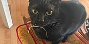 Nami participe au concours pour gagner de l'argent avec cette photo : black_cat, cat, animal, pet, indoor, chair, table, wood_floor, twig, curious, feline, fur, whiskers, eyes, domestic_animal, looking_up, household, cushion, seat, closeup