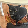 black_cat, cat, animal, pet, indoor, chair, table, wood_floor, twig, curious, feline, fur, whiskers, eyes, domestic_animal, looking_up, household, cushion, seat, closeup