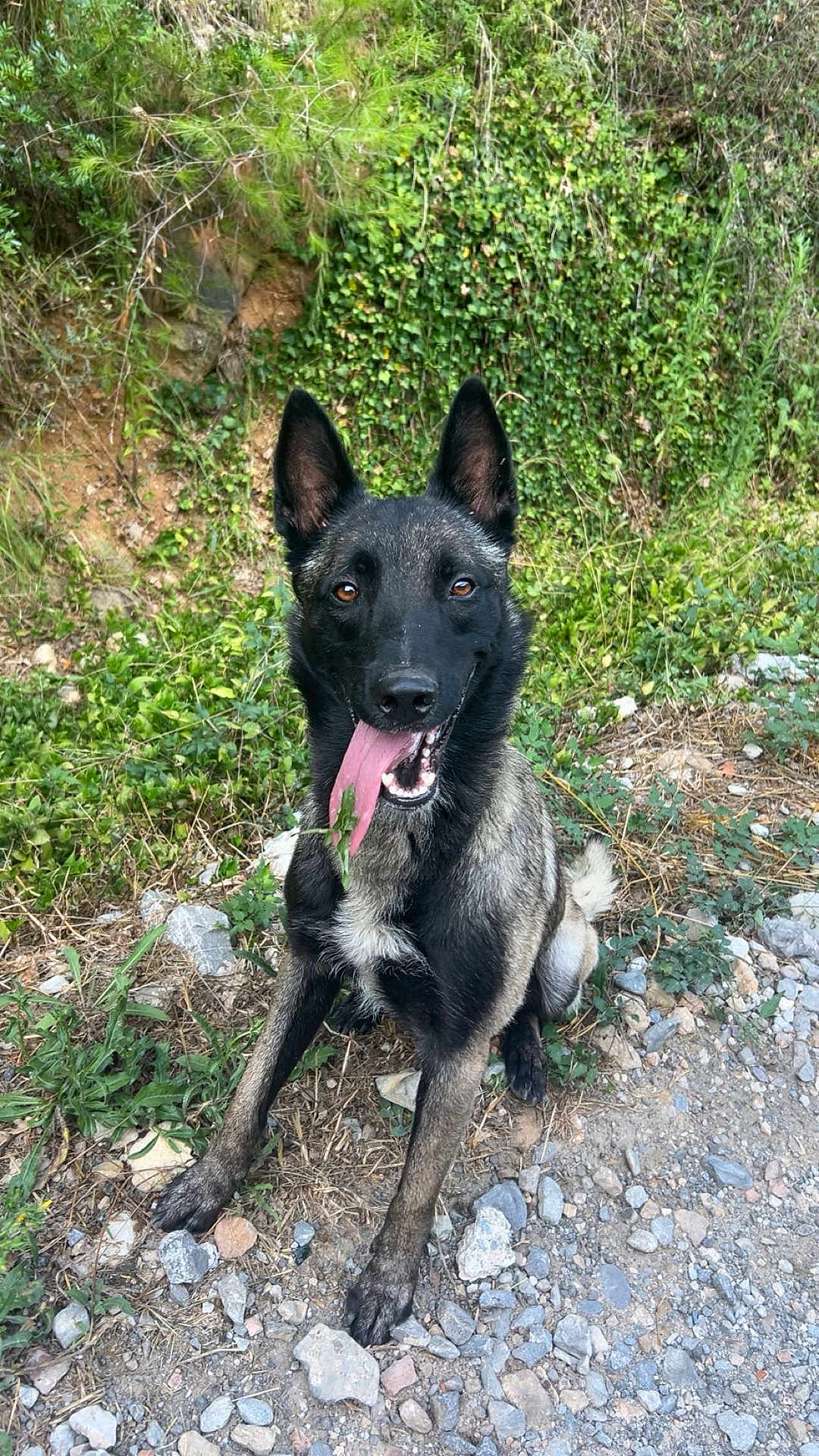 Pablo a rejoint le concours — aidez-le/la à gagner de superbes lots ! dog, animal, outdoor, nature, greenery, grass, rocks, tongue_out, happy, pet, canine, sitting, fur, ears, eyes, snout, ground, leaf, smile, daylight