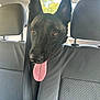 Pablo a rejoint le concours — aidez-le/la à gagner de superbes lots ! dog, black_dog, tongue_out, car_interior, backseat, seatbelt, headrest, pet, animal, canine, happy, curious, transportation, vehicle, window, daylight, seat, travel, cute, portrait