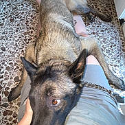 Pablo a rejoint le concours — aidez-le/la à gagner de superbes lots ! dog, canine, pet, lap, person, floor, tile_floor, indoor, resting, brown_fur, black_fur, ears, chain_collar, casual_clothing, hand, comfort, relaxation, companion, close_up, domestic
