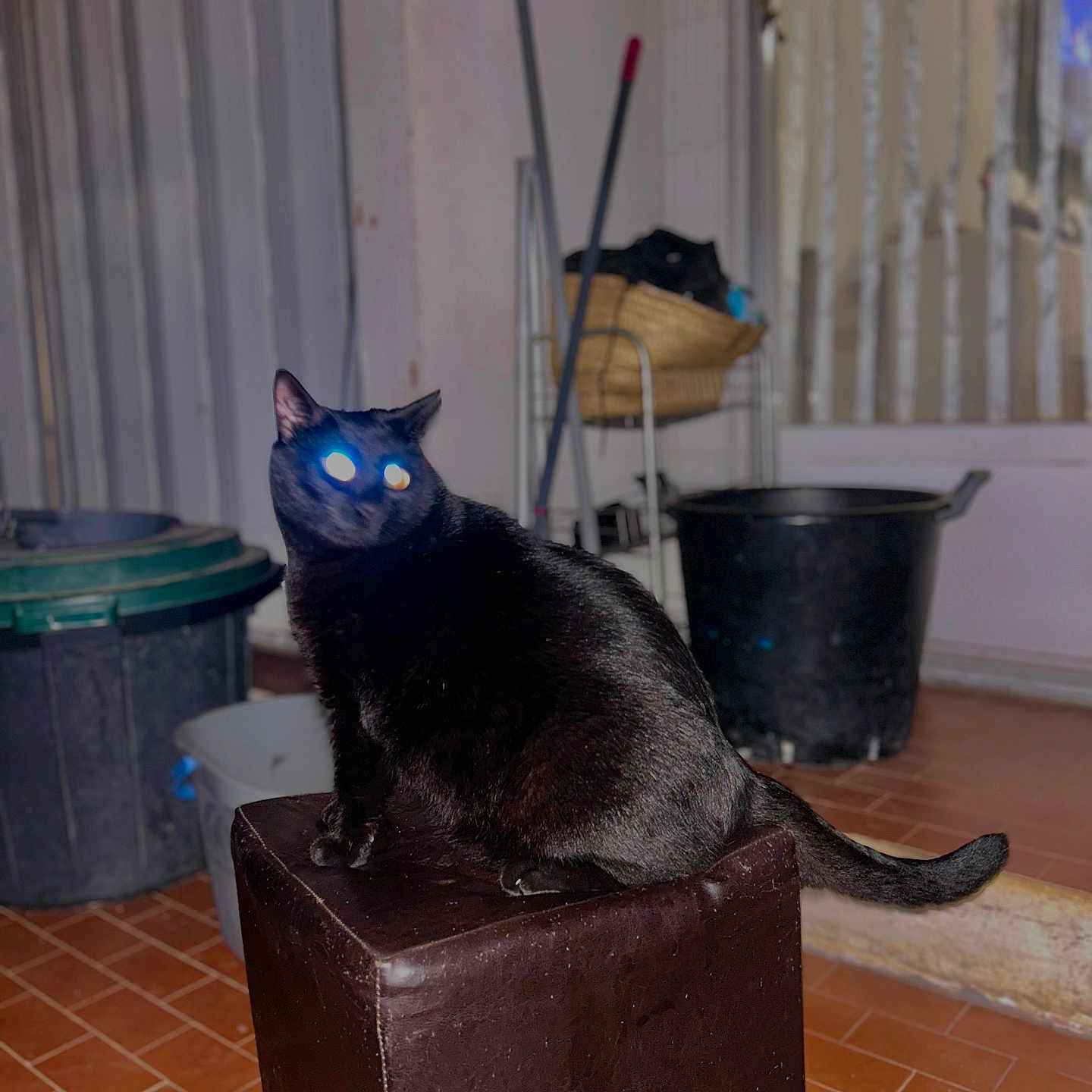 Sushi a rejoint le concours — aidez-le/la à gagner de superbes lots ! animal, basket, black_cat, cat, domestic_cat, flash_effect, floor_tiles, furniture, glowing_eyes, household_items, indoor, looking_away, mop, night, ottoman, pet, portrait, sitting, tail, trash_bin