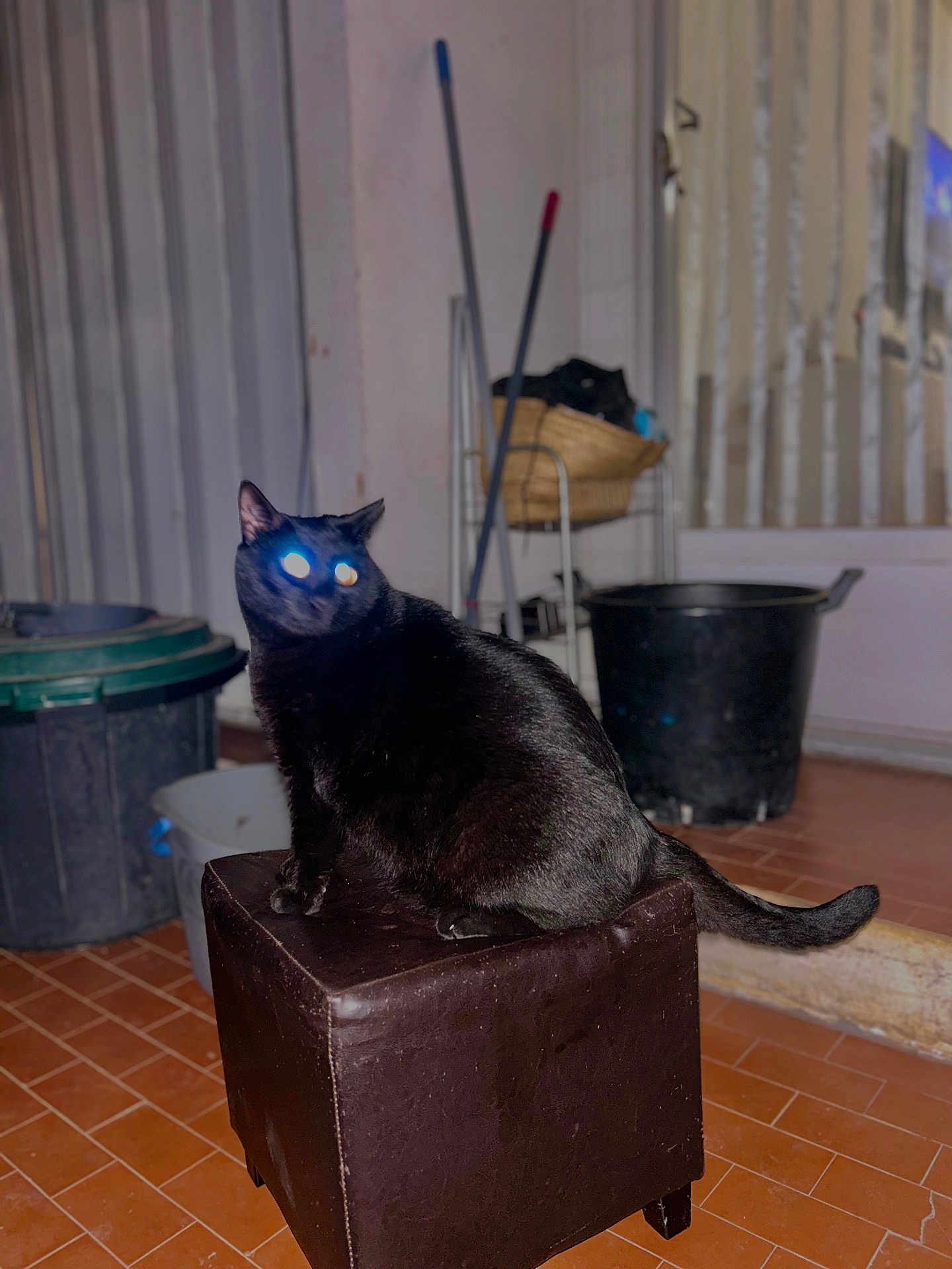 Sushi a rejoint le concours — aidez-le/la à gagner de superbes lots ! black_cat, cat, pet, indoor, ottoman, glowing_eyes, flash_effect, trash_bin, mop, basket, floor_tiles, tail, furniture, animal, night, portrait, household_items, domestic_cat, sitting, looking_away